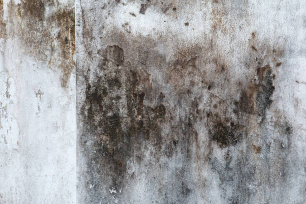 Best Asbestos and Lead Testing During Mold Inspection  in San Benito, TX
