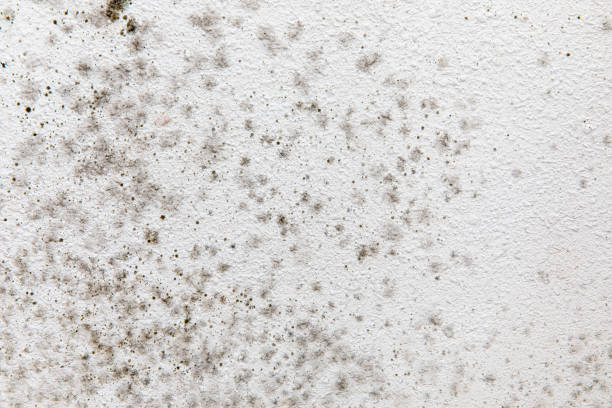 Best Biohazard Mold Removal  in San Benito, TX