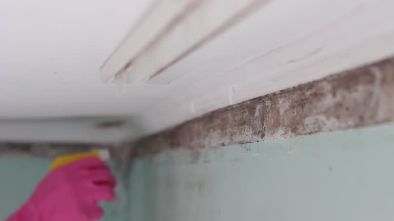 Best Post-Construction Mold Inspection  in San Benito, TX